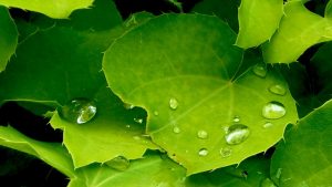 Silane & Siloxane Water Repellents