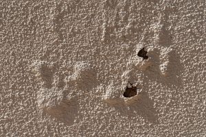 Delamination & Adhesion Failure
